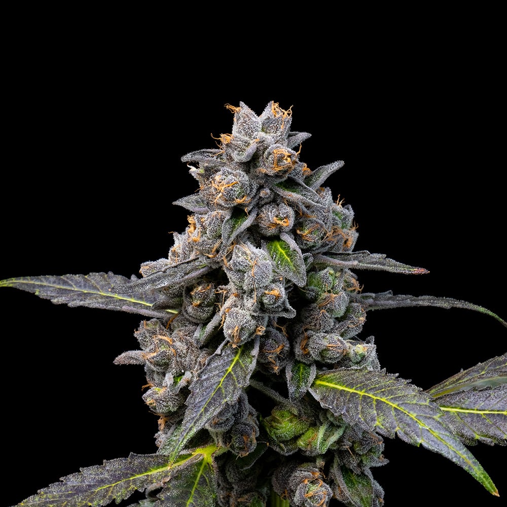 Pink Passion Fruit (Apples & Bananas x Triple Scoop)
