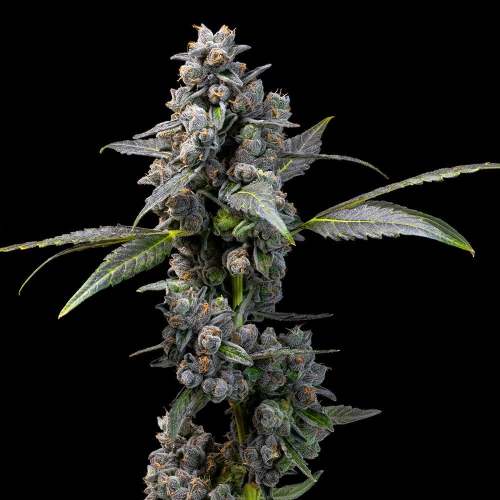 Pink Passion Fruit (Apples & Bananas x Triple Scoop)