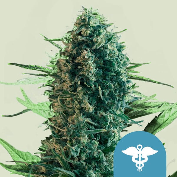 Royal Medic CBD