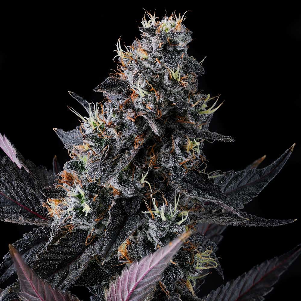 Giggin' Grapes