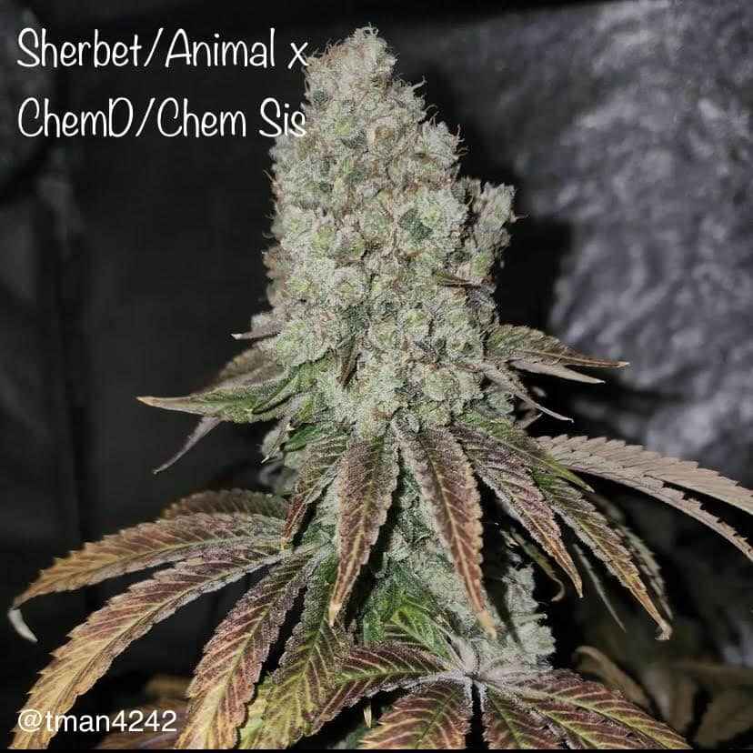 Sherbet/Animal x ChemD/ChemSis