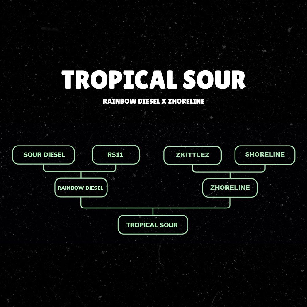 Tropical Sour